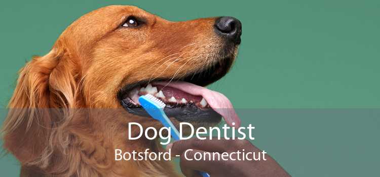 Dog Dentist Botsford - Connecticut