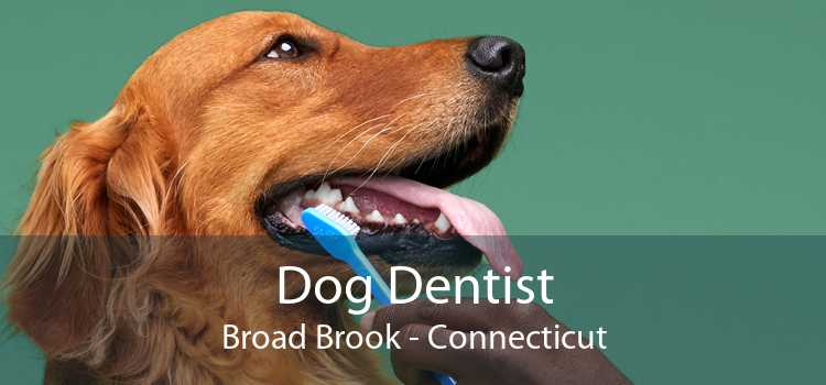 Dog Dentist Broad Brook - Connecticut
