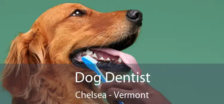 Dog Dentist Chelsea - Vermont