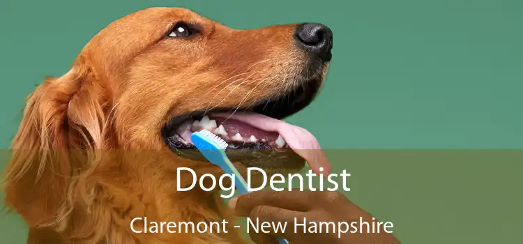 Dog Dentist Claremont - New Hampshire