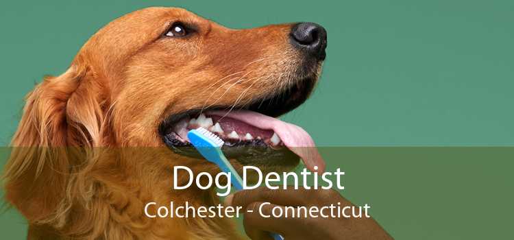 Dog Dentist Colchester - Connecticut