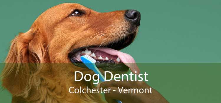 Dog Dentist Colchester - Vermont