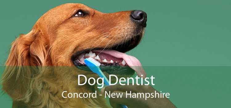Dog Dentist Concord - New Hampshire