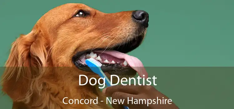 Dog Dentist Concord - New Hampshire