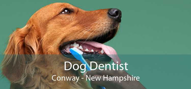 Dog Dentist Conway - New Hampshire