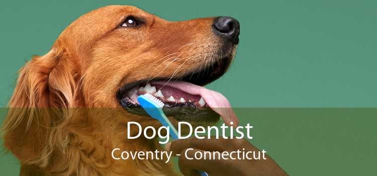 Dog Dentist Coventry - Connecticut