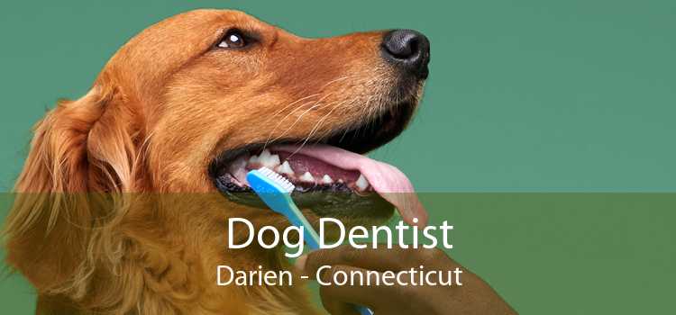 Dog Dentist Darien - Connecticut