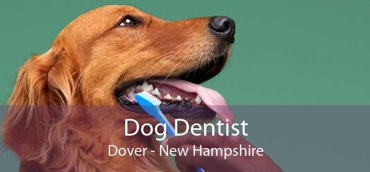 Dog Dentist Dover - New Hampshire