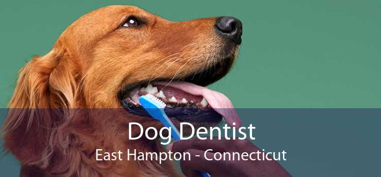 Dog Dentist East Hampton - Connecticut