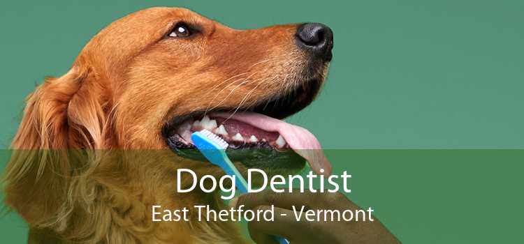Dog Dentist East Thetford - Vermont