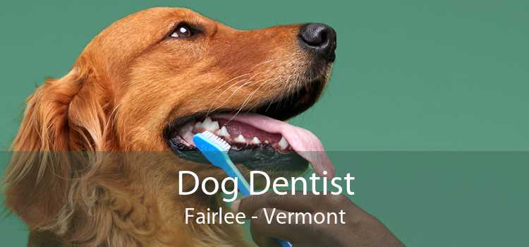 Dog Dentist Fairlee - Vermont