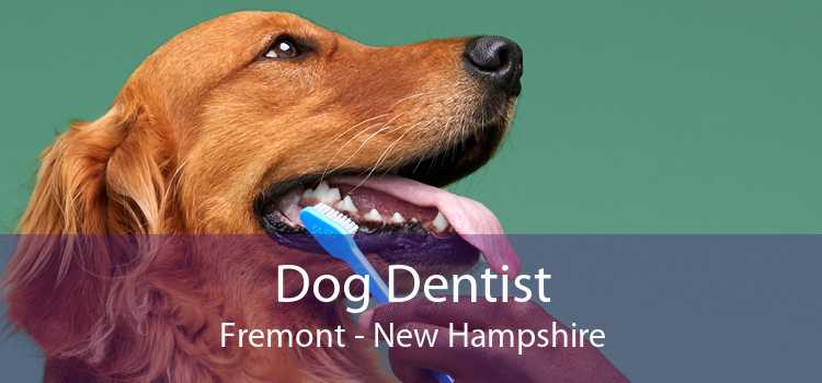 Dog Dentist Fremont - New Hampshire