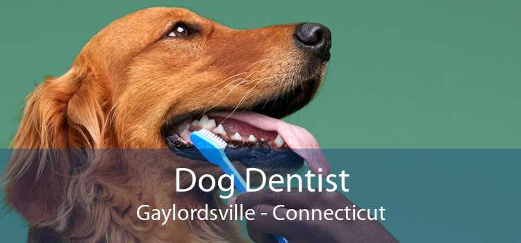 Dog Dentist Gaylordsville - Connecticut