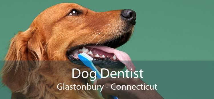 Dog Dentist Glastonbury - Connecticut