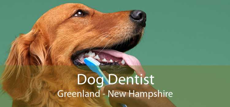 Dog Dentist Greenland - New Hampshire