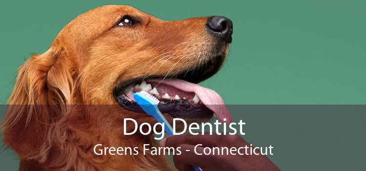 Dog Dentist Greens Farms - Connecticut