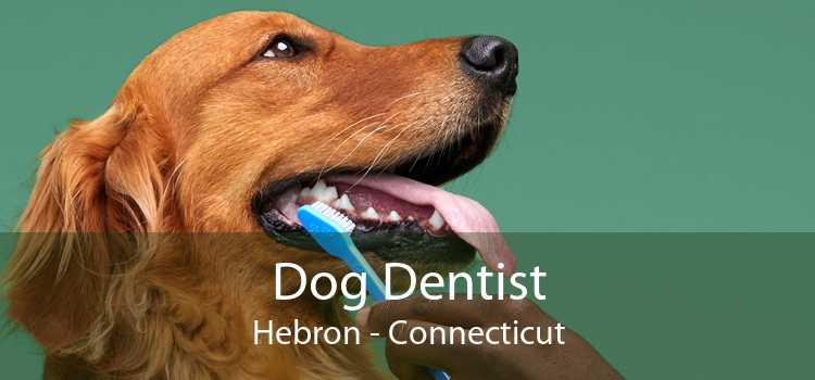 Dog Dentist Hebron - Connecticut
