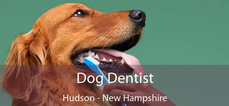 Dog Dentist Hudson - New Hampshire