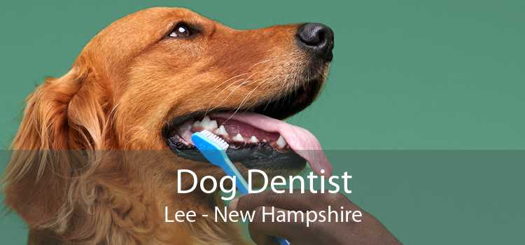 Dog Dentist Lee - New Hampshire