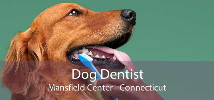 Dog Dentist Mansfield Center - Connecticut