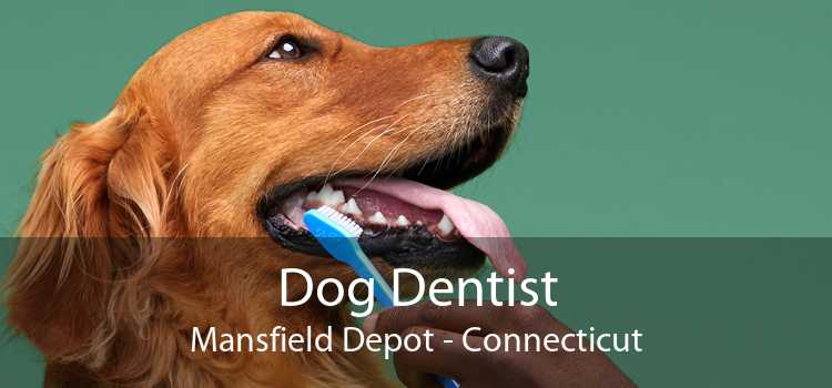 Dog Dentist Mansfield Depot - Connecticut