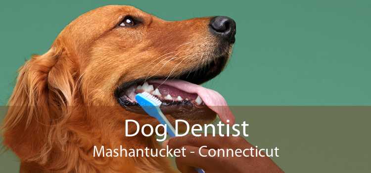 Dog Dentist Mashantucket - Connecticut