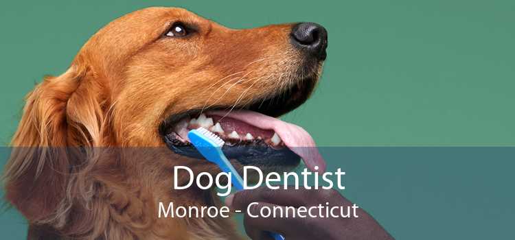 Dog Dentist Monroe - Connecticut
