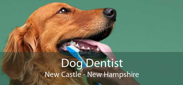 Dog Dentist New Castle - New Hampshire