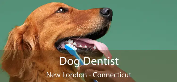 Dog Dentist New London - Connecticut