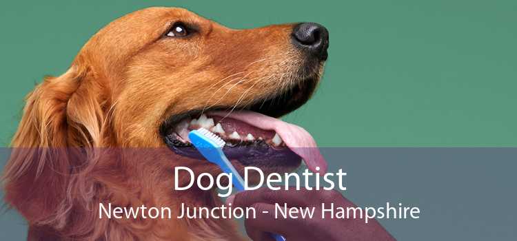 Dog Dentist Newton Junction - New Hampshire