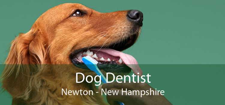 Dog Dentist Newton - New Hampshire