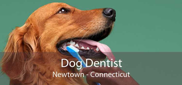 Dog Dentist Newtown - Connecticut