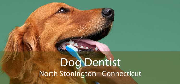 Dog Dentist North Stonington - Connecticut