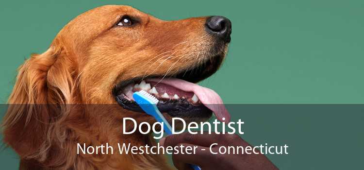 Dog Dentist North Westchester - Connecticut