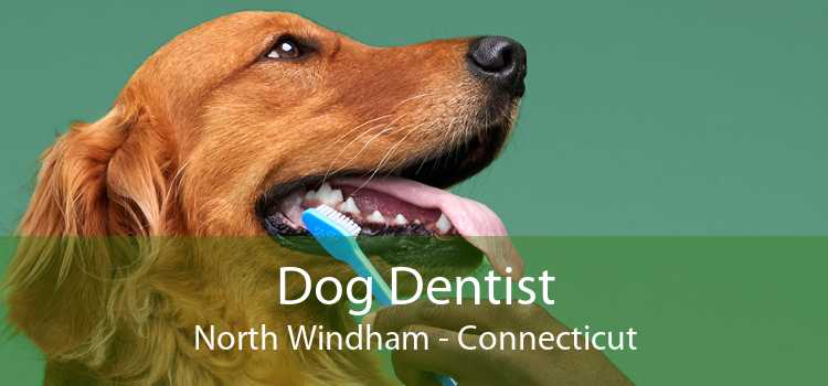 Dog Dentist North Windham - Connecticut