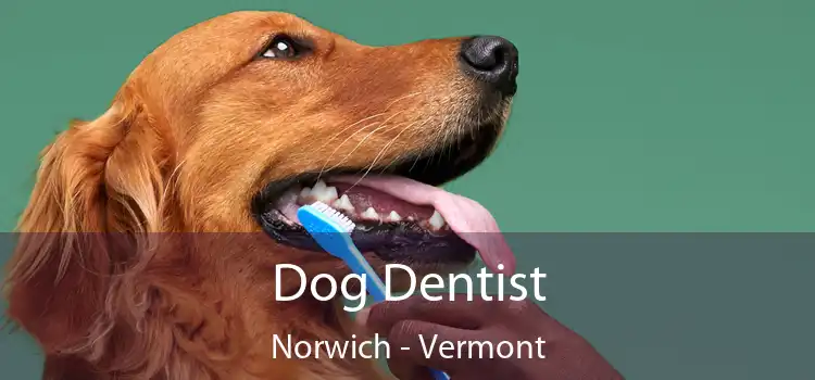 Dog Dentist Norwich - Vermont