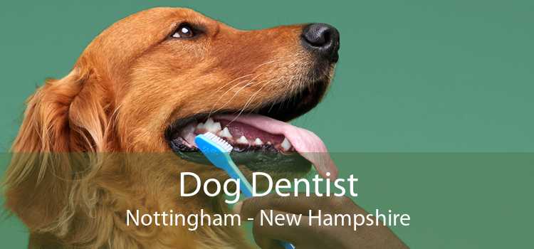 Dog Dentist Nottingham - New Hampshire