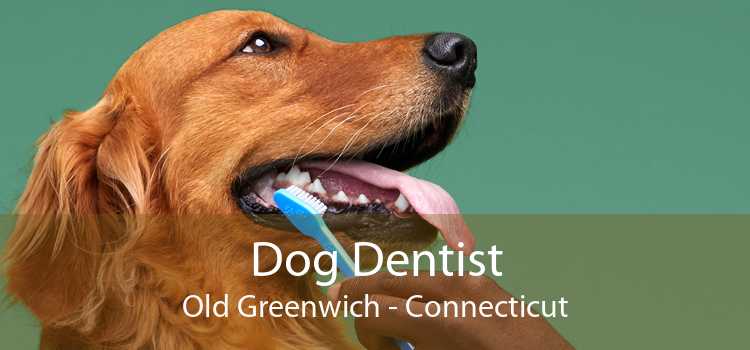 Dog Dentist Old Greenwich - Connecticut