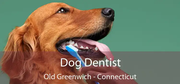 Dog Dentist Old Greenwich - Connecticut