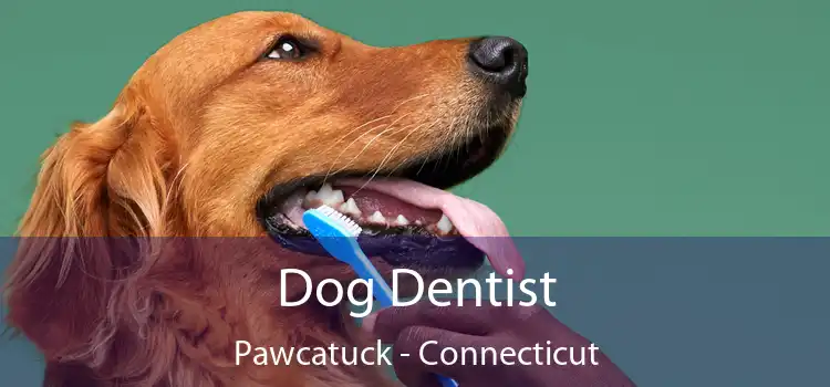Dog Dentist Pawcatuck - Connecticut