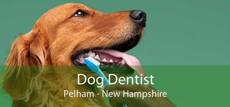 Dog Dentist Pelham - New Hampshire
