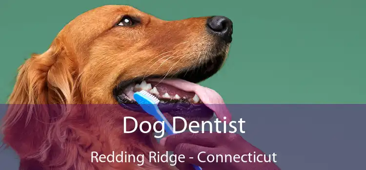Dog Dentist Redding Ridge - Connecticut