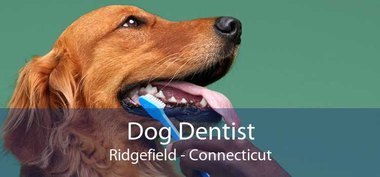 Dog Dentist Ridgefield - Connecticut