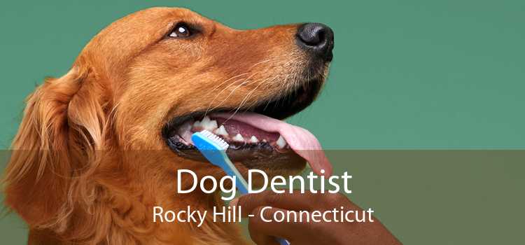 Dog Dentist Rocky Hill - Connecticut