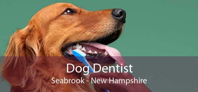 Dog Dentist Seabrook - New Hampshire