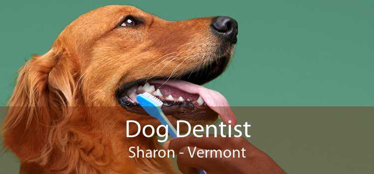 Dog Dentist Sharon - Vermont