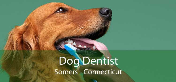 Dog Dentist Somers - Connecticut