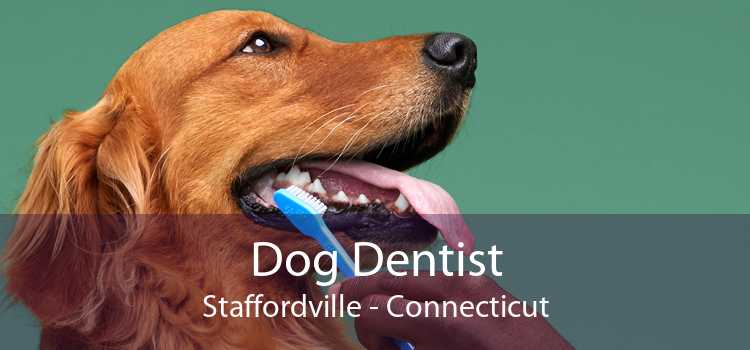 Dog Dentist Staffordville - Connecticut