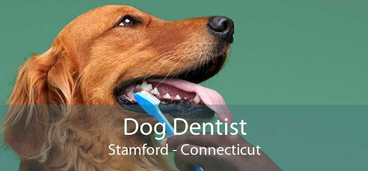 Dog Dentist Stamford - Connecticut
