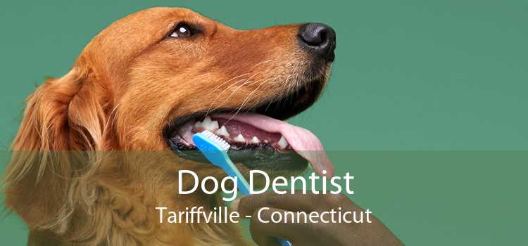 Dog Dentist Tariffville - Connecticut